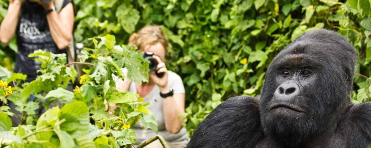 Bwindi Gorilla Watching Experience