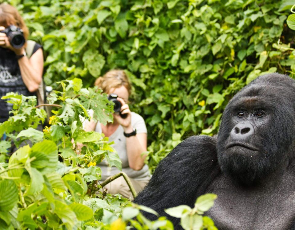 Bwindi Gorilla Watching Experience