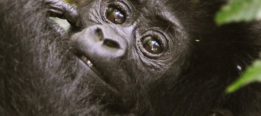 Gorilla Trekking Difficulty Uganda