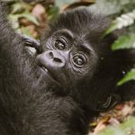 Gorilla Trekking Difficulty Uganda