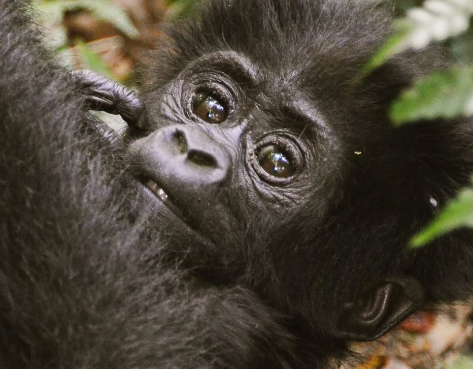Gorilla Trekking Difficulty Uganda