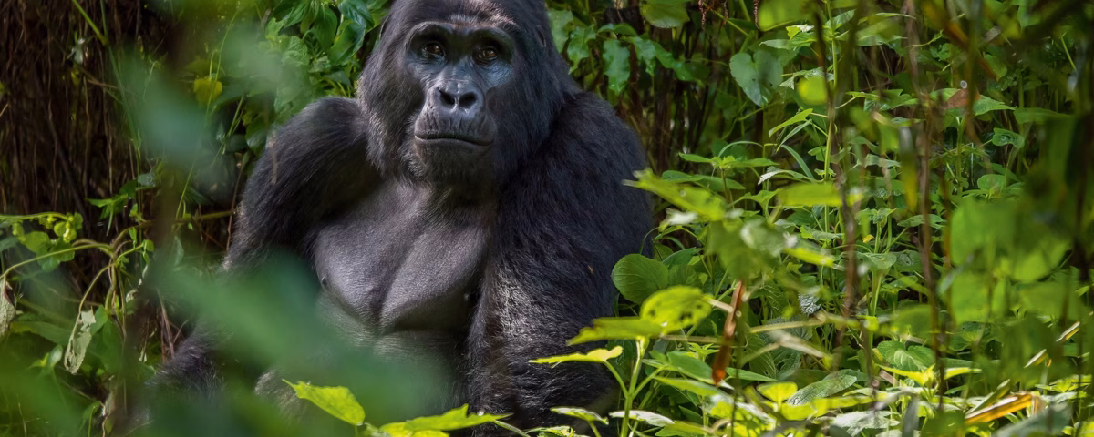 Gorilla Habituation Experience Bwindi