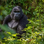 Gorilla Habituation Experience Bwindi