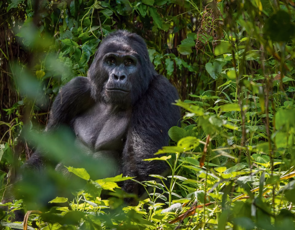 Gorilla Habituation Experience Bwindi