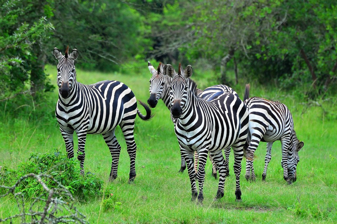 Burchnell zebras in Uganda's Lake Mburo National park