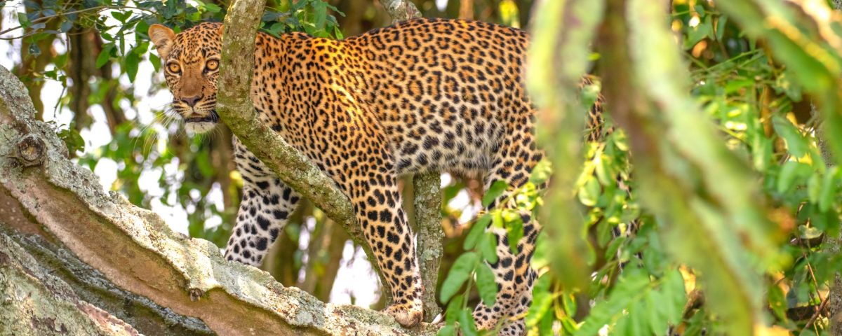 Wildlife to see in Uganda.