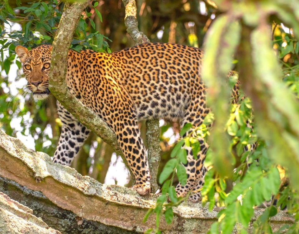 Wildlife to see in Uganda.