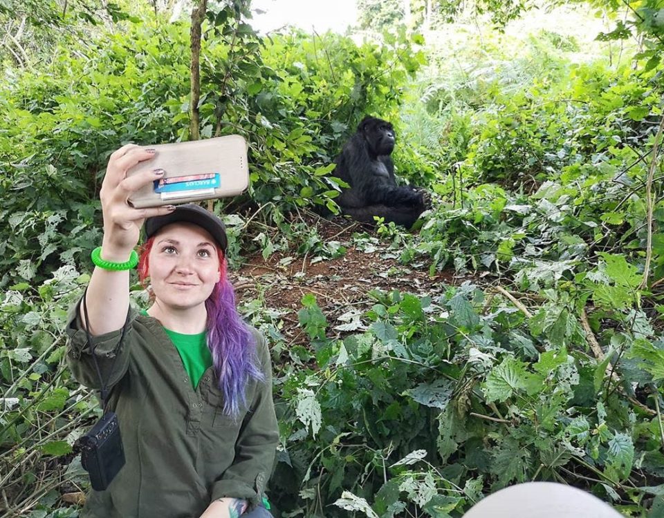 When to go Gorilla trekking| Choose the best time