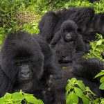 The Great Apes