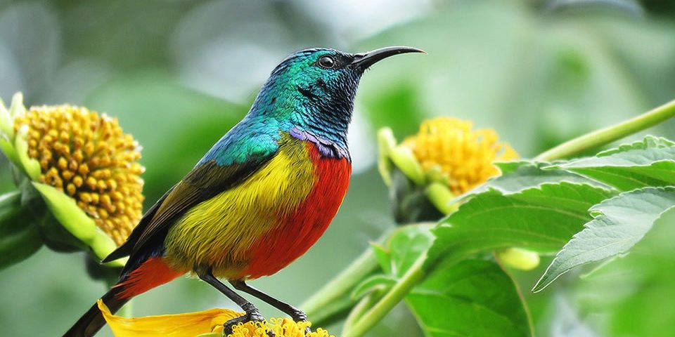 Birds of Nyungwe National Park