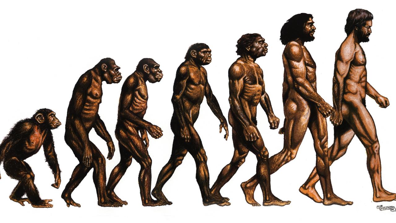 Human evolution as apes 