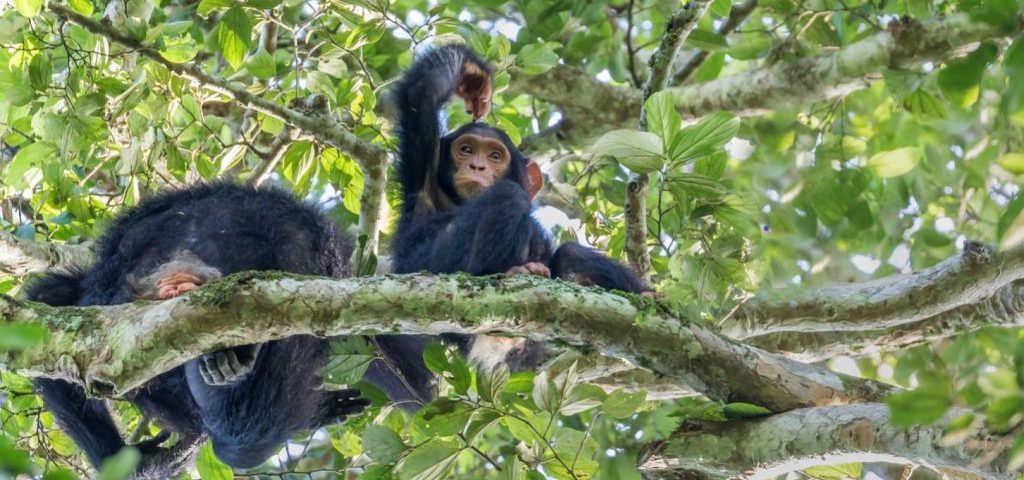 Amazing Primate Experience in Rwanda & Uganda