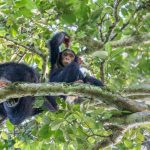 Amazing Primate Experience in Rwanda & Uganda