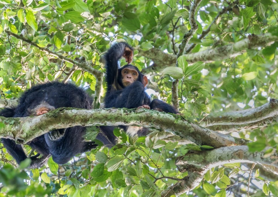 Amazing Primate Experience in Rwanda & Uganda