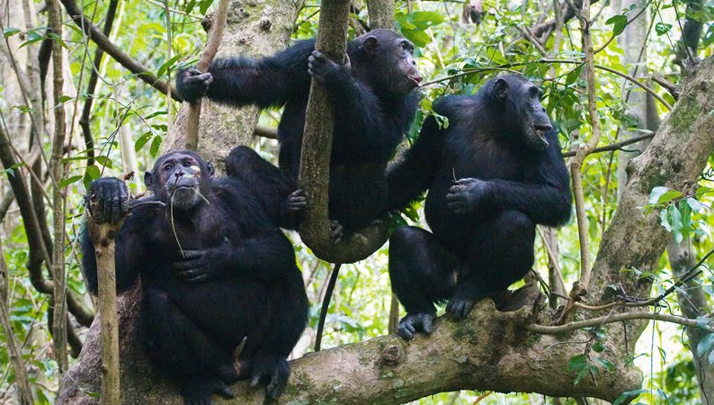7 Days Rwanda Gorilla Safari