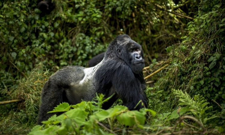 7 Days Rwanda Gorilla Safari