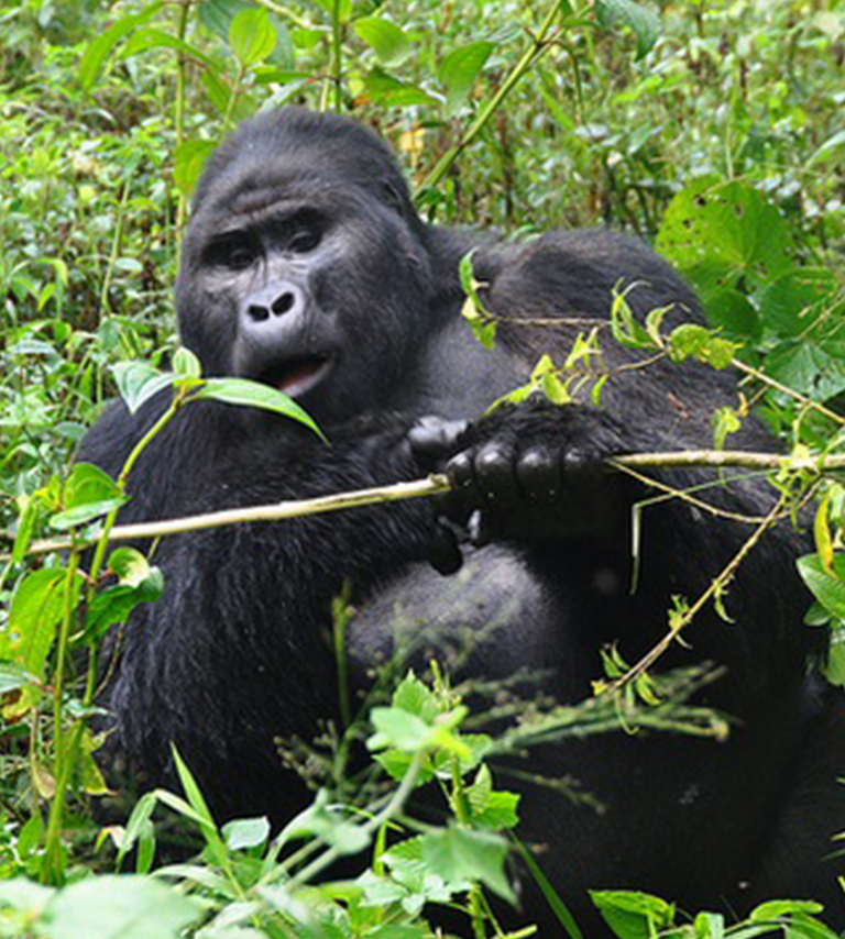 Gorilla Habituation Experience in Uganda