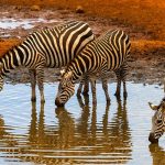 Amboseli National Park