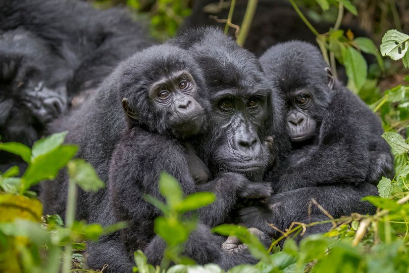 Nsongi gorilla family in Bwindi impenetrable national park