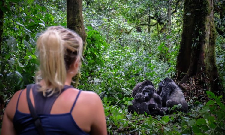 Gorilla trekking in Bwindi impenetrable national park