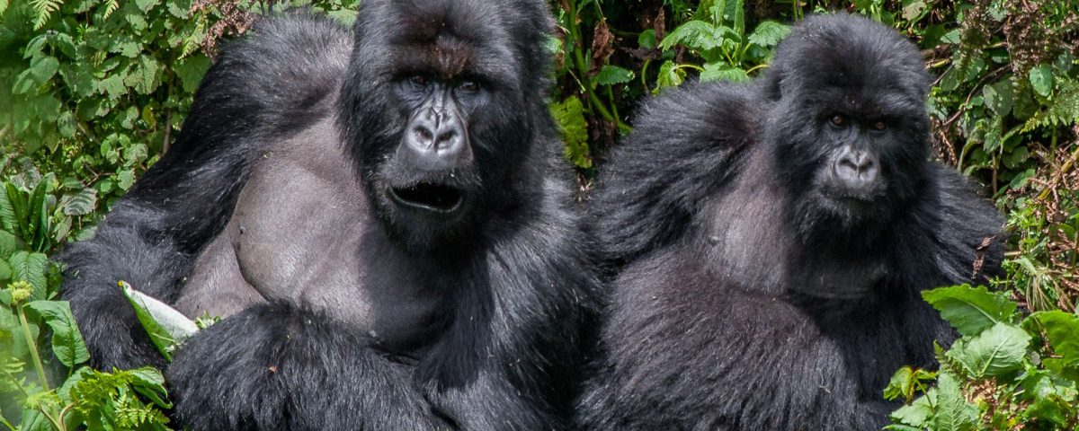 Do Gorillas Attack Humans During Gorilla Trekking?