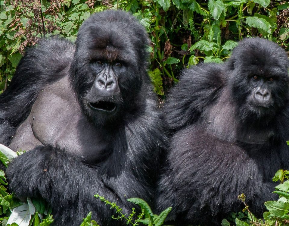Do Gorillas Attack Humans During Gorilla Trekking?
