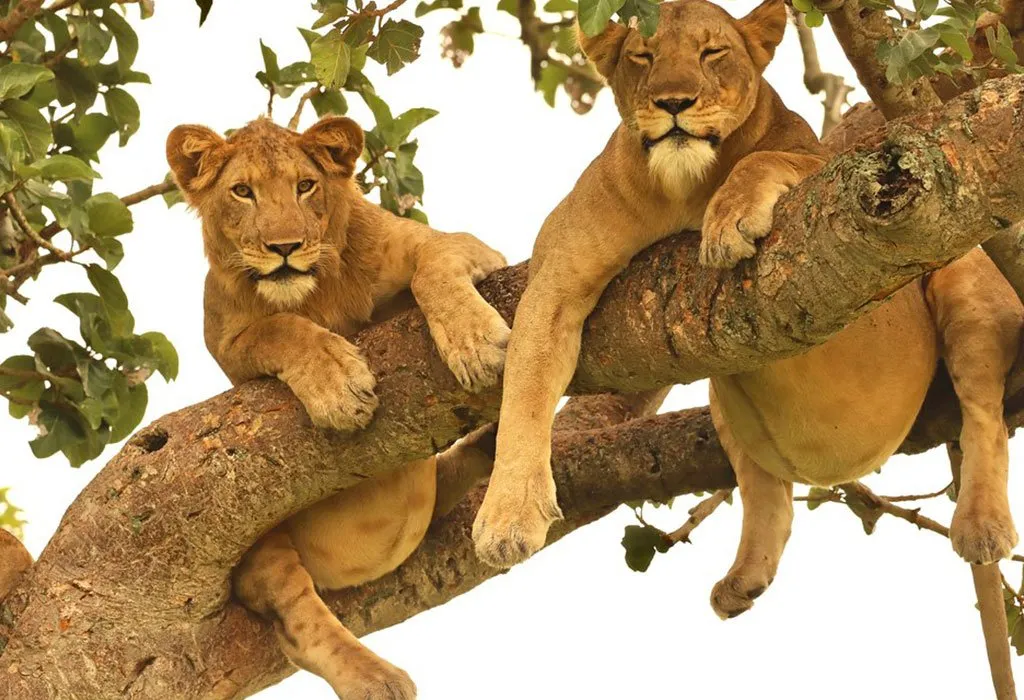 Tree climbing lions of Ishasha sector very close to Bwindi impenetrable national park