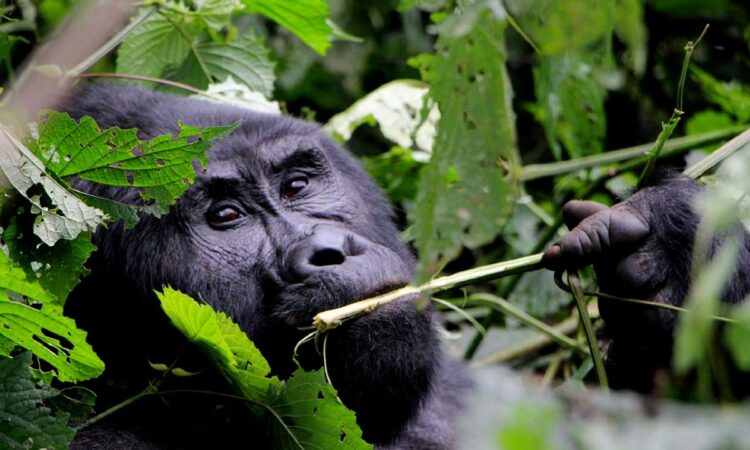 10 Reasons why choose Uganda for Gorilla trekking