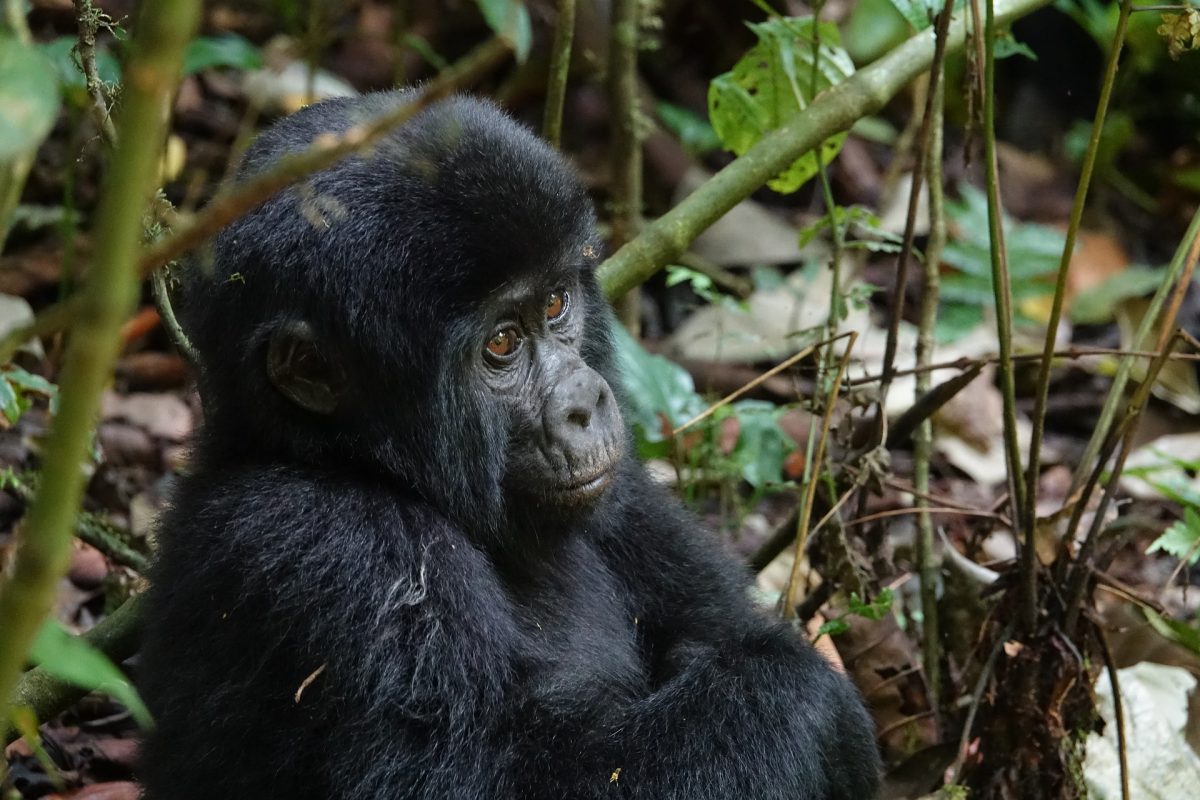 Uganda Gorilla & Wildlife Safari