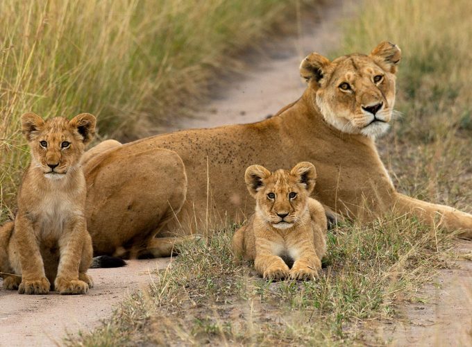 3 Days Masai Mara Safari