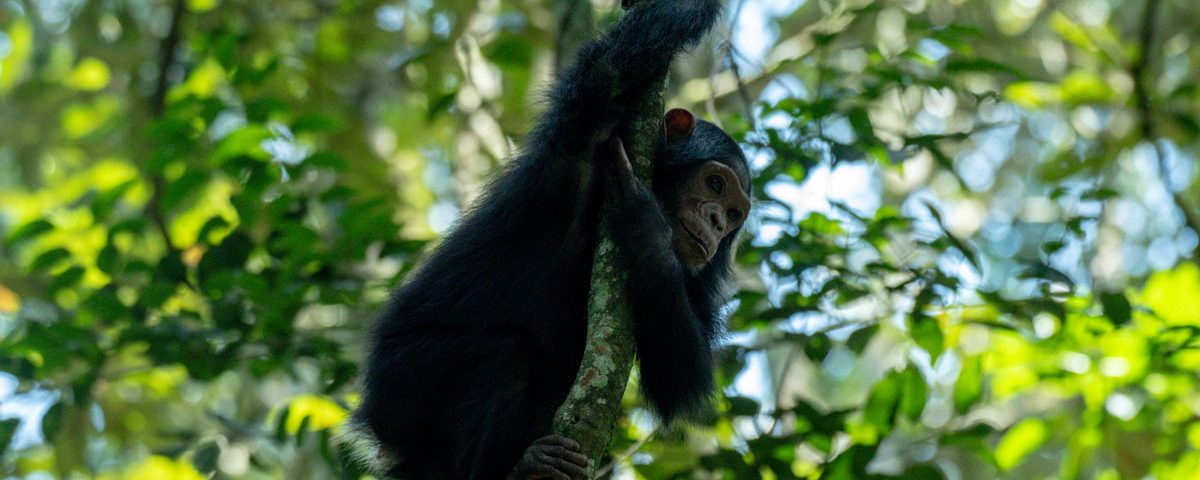 Buraiga Chimpanzee Community: A New Chimpanzee community in Kibale