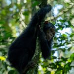 Buraiga Chimpanzee Community: A New Chimpanzee community in Kibale