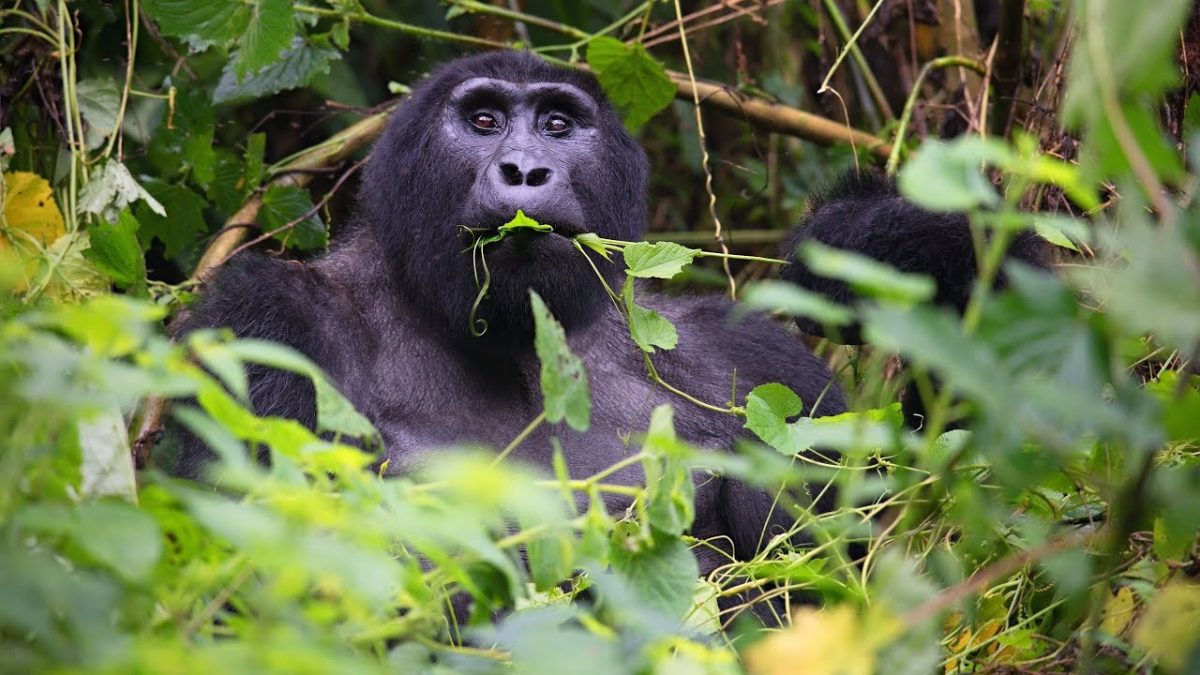 4 Days Fly in Gorilla Tracking