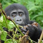 4 Days Gorillas & Lake Mburo
