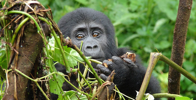 4 Days Gorillas & Lake Mburo