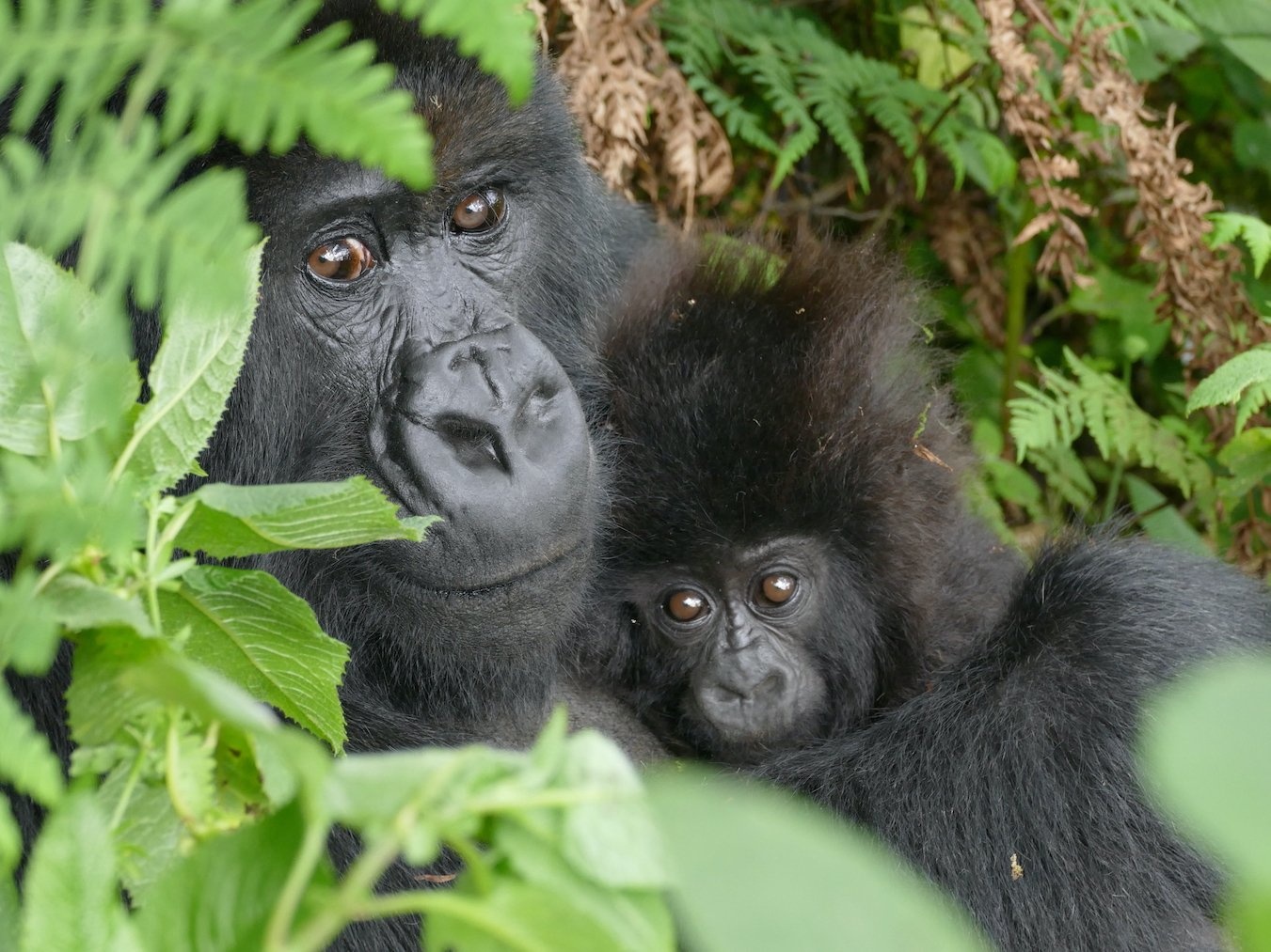 Gorilla and her baby in Volcanoes national park- Rwanda