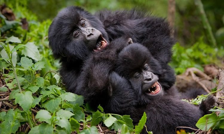 Uganda safaris tour holidays