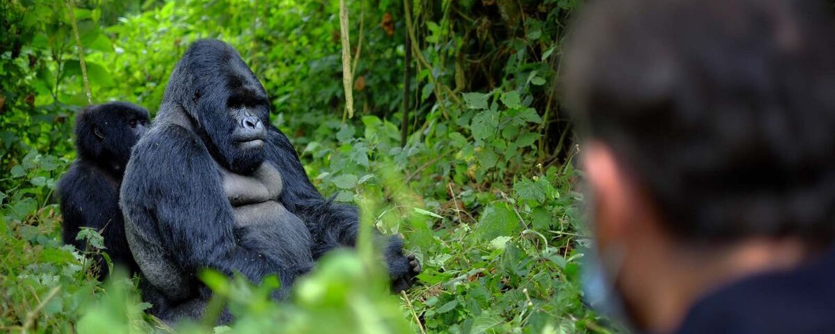 Rwanda's Gorilla Trekking Domination: 5 Reasons That Stand Unmatched