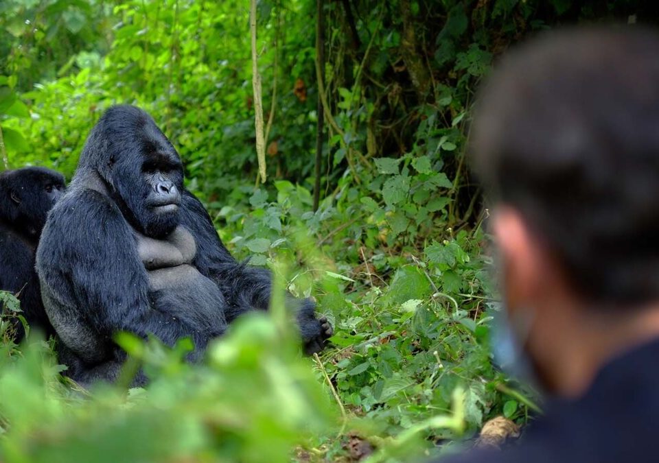 Rwanda's Gorilla Trekking Domination: 5 Reasons That Stand Unmatched