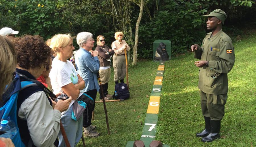 Tourist on a gorilla trekking in Bwindi impenetrable national park in Uganda