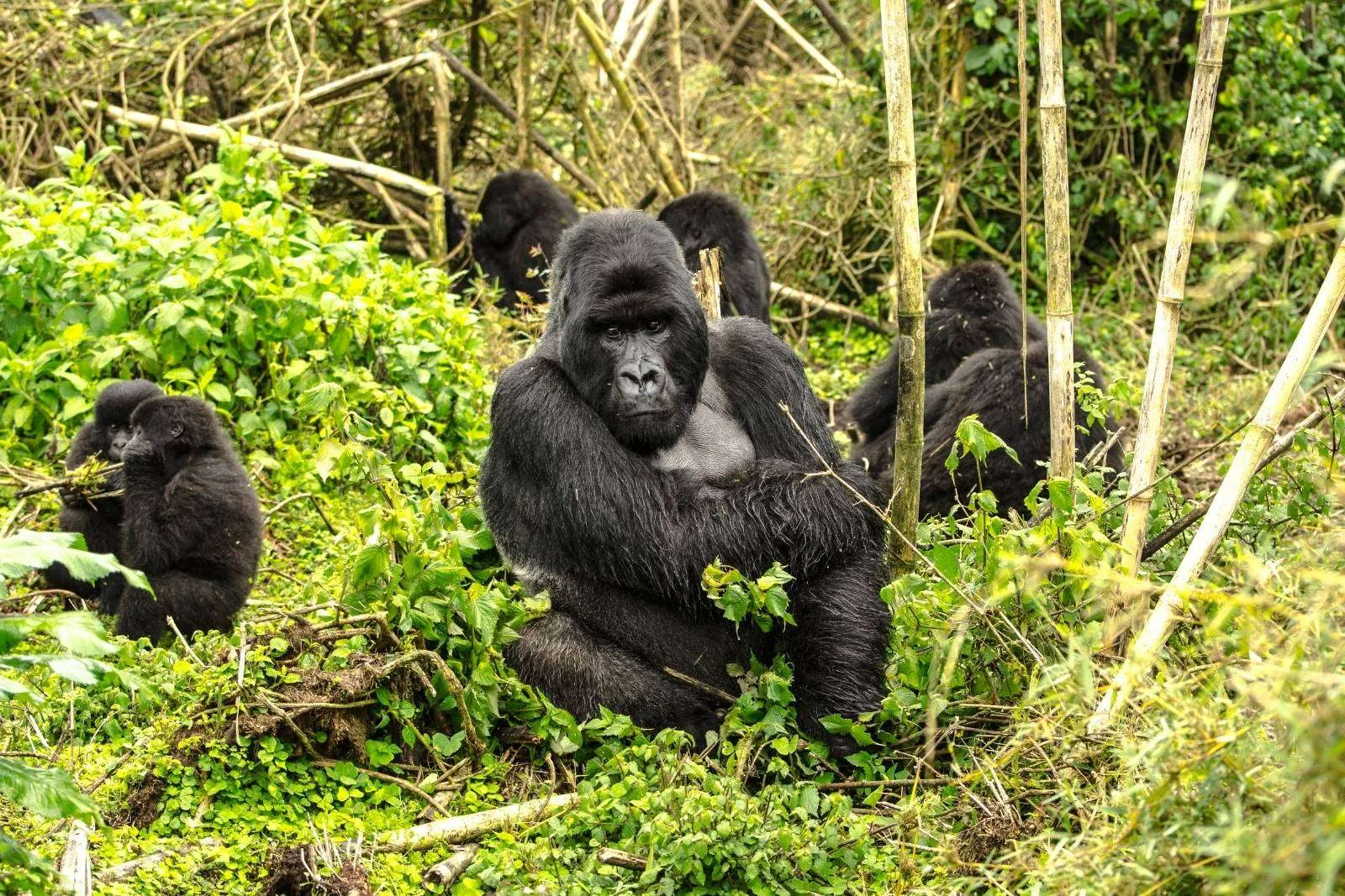 Gorilla trekking in Volcanoes national park