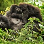 Gorilla trekking: Volcanoes national park- Rwanda