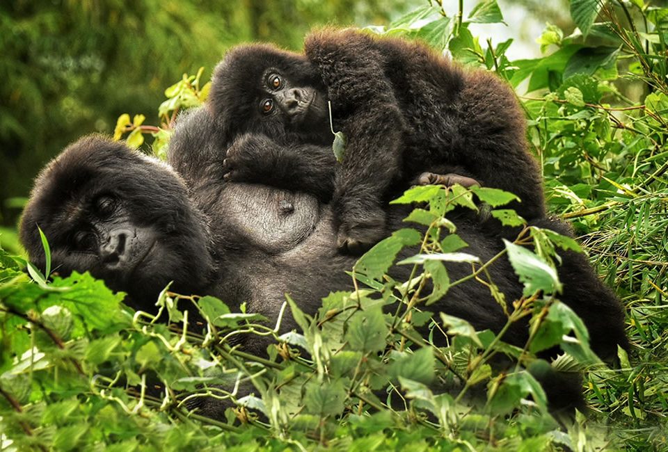 Gorilla trekking: Volcanoes national park- Rwanda
