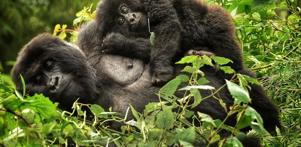 Gorilla trekking: Volcanoes national park- Rwanda