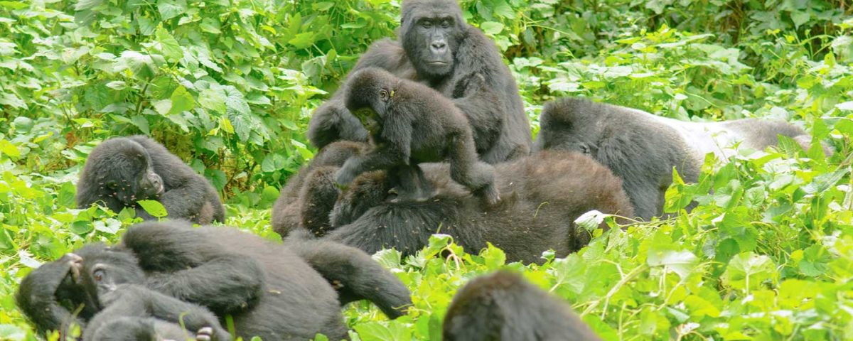 Gorilla trekking sectors in Bwindi Impenetrable forest