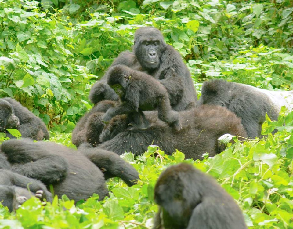 Gorilla trekking sectors in Bwindi Impenetrable forest