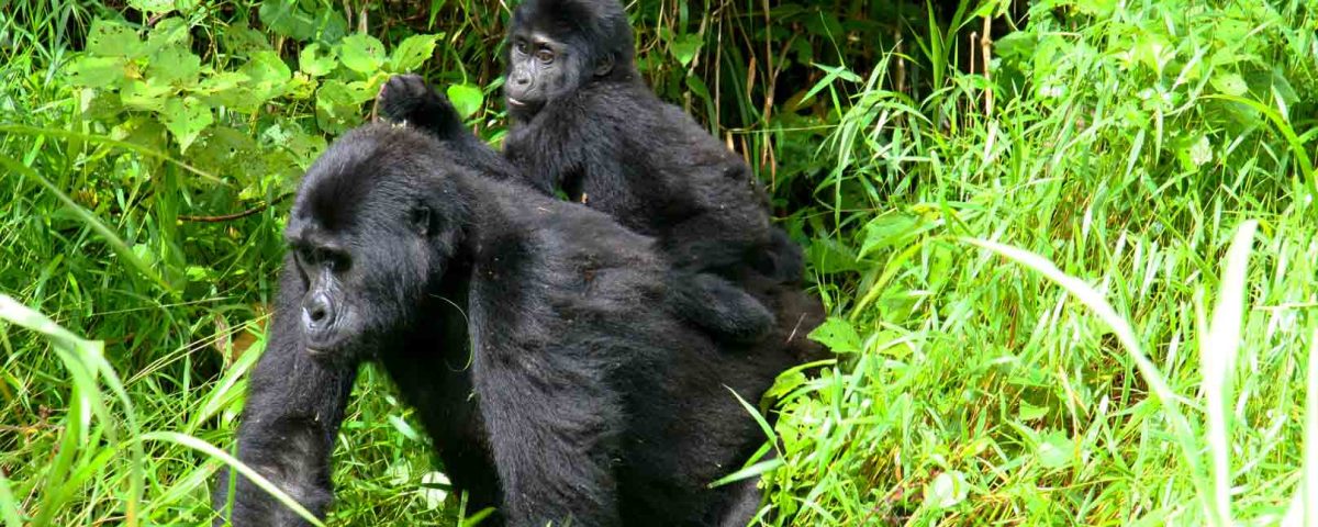 How long is Gorilla trekking?