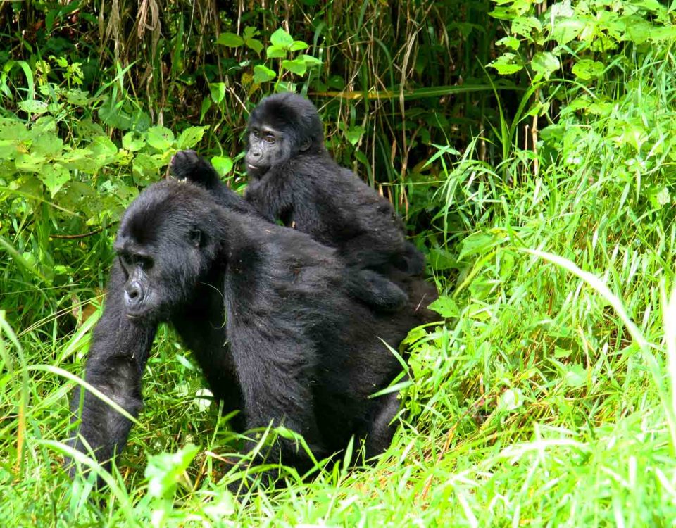 How long is Gorilla trekking?