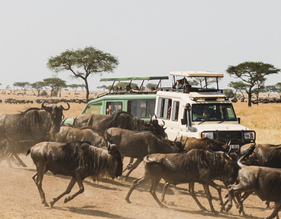 Packing for Serengeti wildebeest safari
