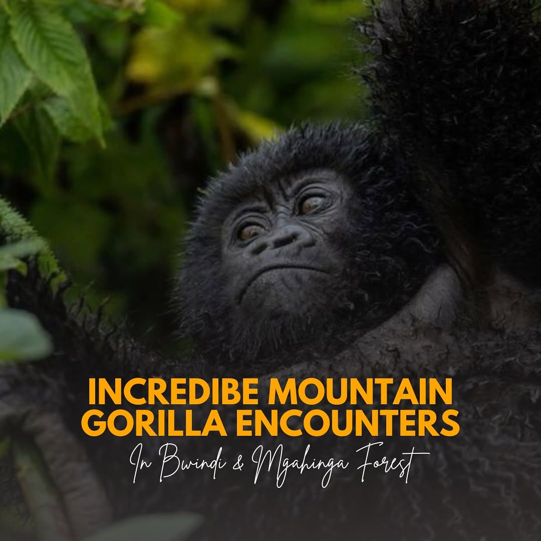 7 Compelling reasons to visit Uganda